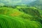 Green rice field