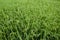 Green rice field background.Agricultural plant growth from clay or soil.Landscape nature countryside or rural farm.Harvest rice or