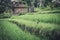 Green rice field with bird