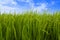 Green rice field with blue sky background.Agricultural plant growth from clay or soil.Landscape nature countryside or rural farm.