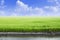 Green rice field with blue sky background.Agricultural plant growth from clay or soil.Landscape nature countryside or rural farm.