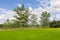 Green rice field with Bombax ceiba