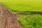 Green rice field with dirt road.