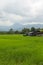 Green rice field with doi hua sie, chomthong Chiangmai