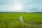 Green rice field in farming season of Thailand