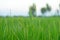 Green rice field full of rice Farmer productivity