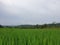 Green rice field on green hill