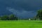 Green rice field with heavy strom background