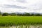 Green rice field with longan garden