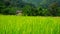 Green rice field in a lush agriculture land