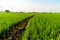 Green rice field and muddy ground with cloudy sky in rural area. 1