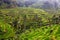 Green rice field and Palms