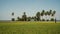 Green rice field.. Philippines