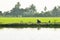 Green rice field scenery with a farmer