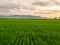 green rice field and sky background