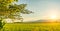 Green rice field with sunset sky background. Countryside landscape