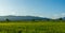 Green rice field with sunset sky background. Countryside landscape