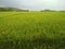 Green rice field which is to be fruit