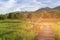 Green rice field with wood walk way with mountain