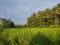 Green rice fields behind the house