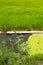 Green rice fields in El Saler Valencia