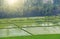 Green rice fields and palm trees in the village of Hampi. Palm t