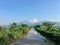 Green rice fields and streams