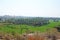 Green rice fields or terraces in the village of Hampi and the Temple of Virupaksha. Palm trees, sun, rice fields, large stones.