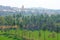 Green rice fields or terraces in the village of Hampi and the Temple of Virupaksha. Palm trees, sun, rice fields, large stones.