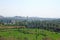 Green rice fields or terraces in the village of Hampi and the Temple of Virupaksha. Palm trees, sun, rice fields, large stones.