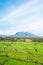 Green rice fields terraces and volcano