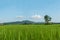 Green rice fields of Thailand.