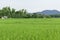 Green rice fields of Thailand.