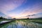 Green rice fild with evening sky