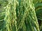 Green rice,green paddy plants, rice plants,paddy field,