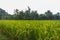 Green rice grows in the middle of rice fields, rice farming