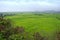 Green rice paddy field, Thailand.