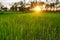 Green Rice plant in farmland sunset