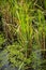 Green rice plant in the water, green grass, Thai baby jasmine