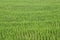 Green rice plantations,