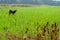 Green rice planted in rice fields