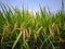 Green rice plants