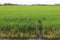 Green rice plants are growing in the fields and farmer houses among the trees on blue sky and white cloud background closeup.