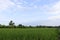 Green rice plants are growing in the fields and farmer houses among the trees on blue sky and white cloud background closeup.