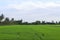 Green rice plants are growing in the fields and farmer houses among the trees on blue sky and white cloud background closeup.