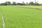 Green rice plants are growing in the fields and farmer houses among the trees on blue sky and white cloud background closeup.