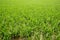 Green rice plants in irrigation spring fields