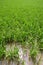 Green rice plants in irrigation spring fields