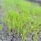 Green rice seedlings on dry land