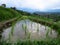 Green rice sprout on cleared water in rice terrace paddy fields